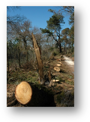 image085-dégats tempête Klaus réserve ornitologique le Teich 2009