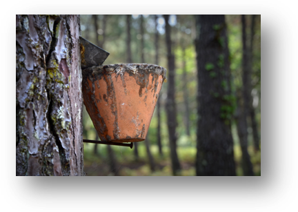 image087-gemmage forêt la Teste