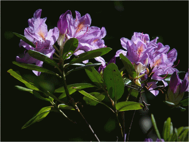 anigif massif forestier St Queyran St Laurent Medoc
