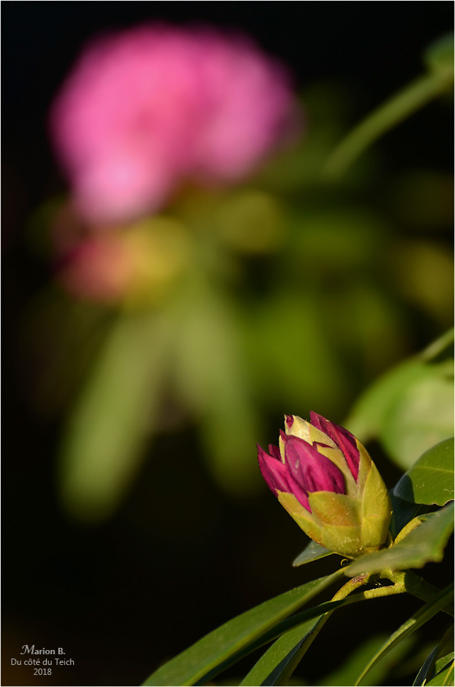 blog-dsc_43861-2-rhododendrons.jpg