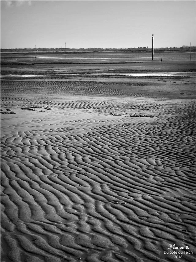 BLOG-P3211325-rivages Audenge marée basse N&B