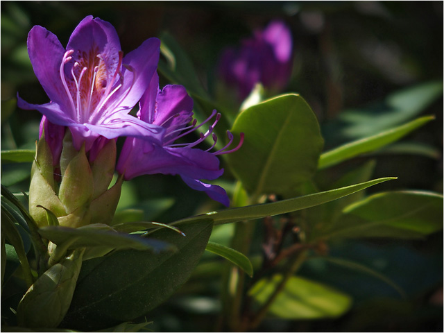 BLOG-P5101788-rhododendron massif St Queyran