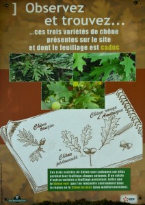 Observation forêt domaniale St Laurent Médoc 2