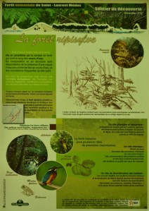présentation forêt domaniale ripisylve St Laurent Médoc 3