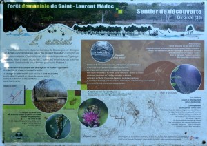 présentation forêt domaniale St Laurent Médoc 2