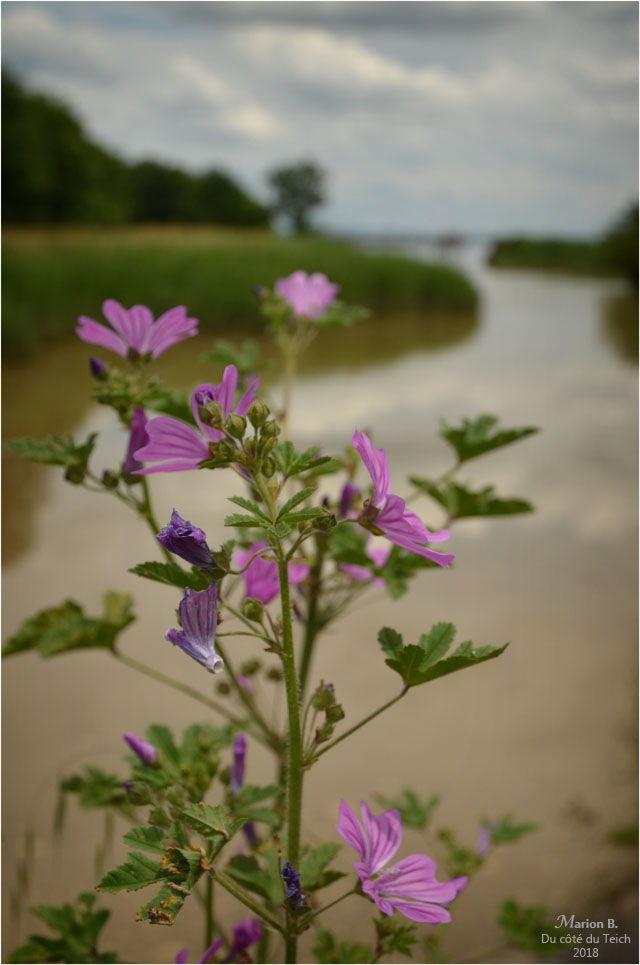 BLOG-DSC_44012-fleur pont estey d'un AS marais de Reysson