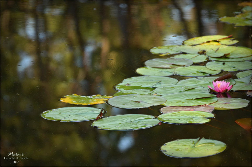 BLOG-DSC_44113-2-nymphéas et reflets étang le Teich