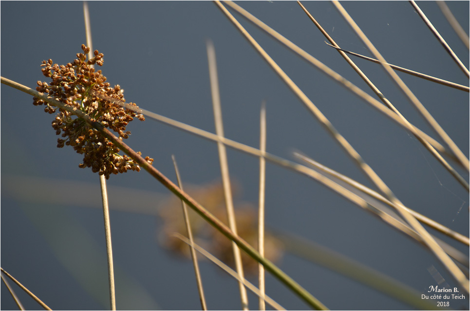 BLOG-DSC_44151-étang le Teich