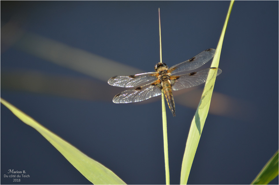 BLOG-DSC_44165-étang le Teich