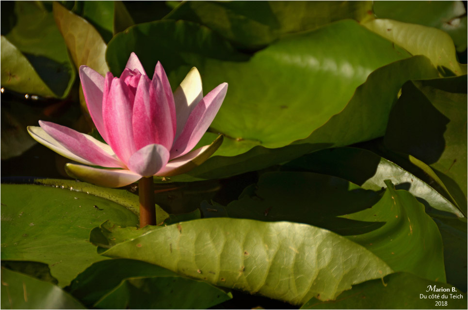 BLOG-DSC_44200-nymphéa étang le Teich