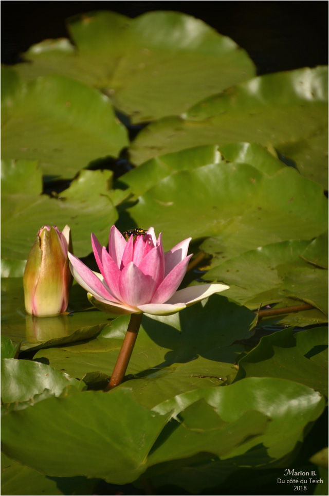 BLOG-DSC_44201-Maya et nymphéa étang le Teich