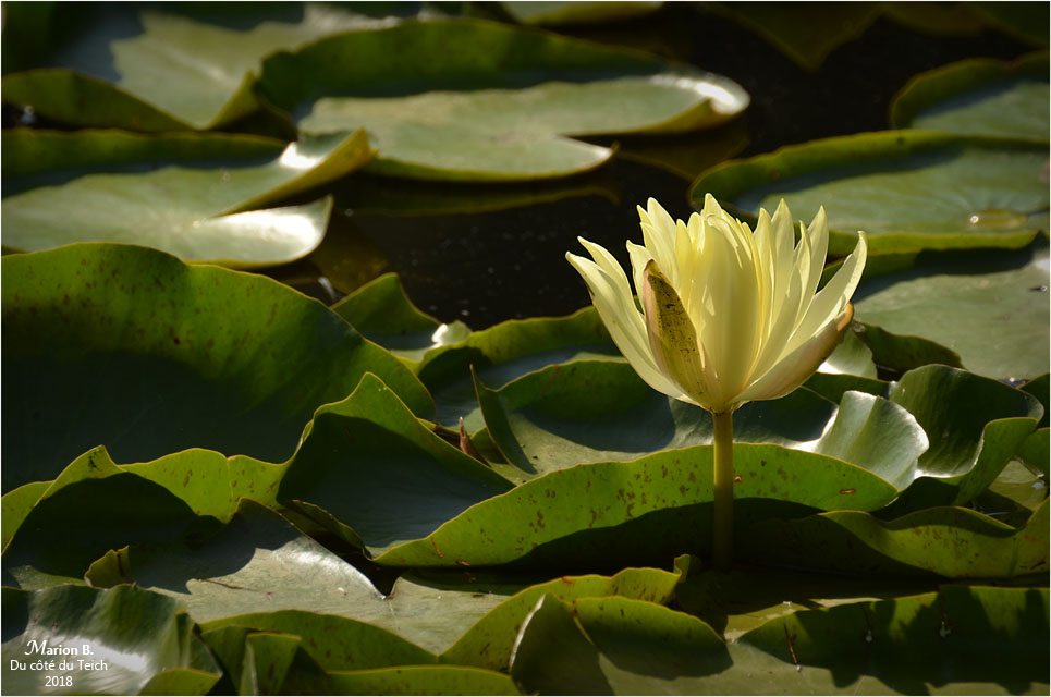 BLOG-DSC_44206-nymphéa étang le Teich