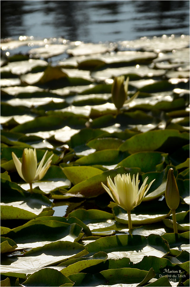 BLOG-DSC_44214-2-nymphéas étang le Teich