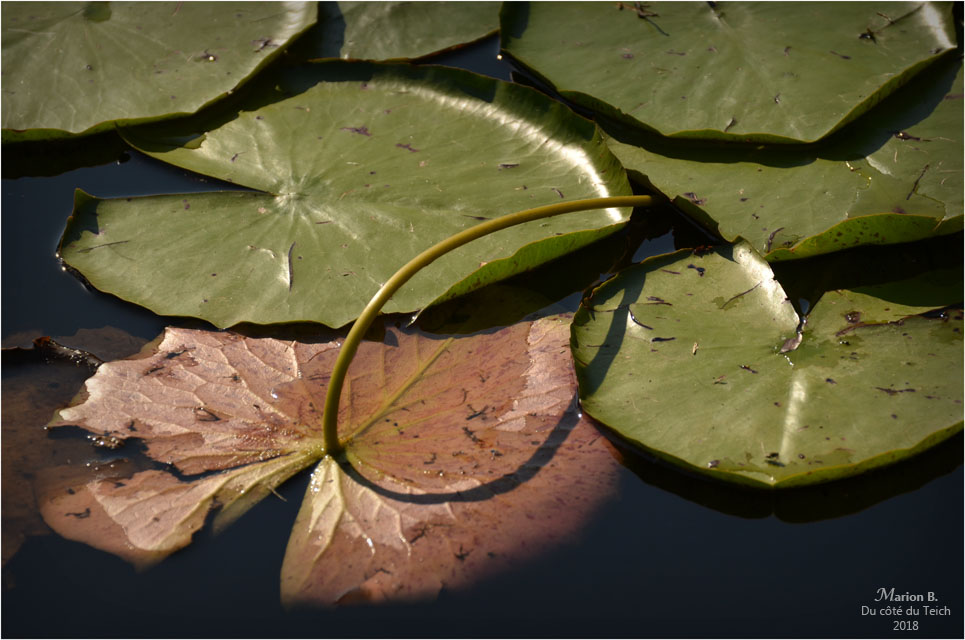 BLOG-DSC_44221-feuilles nymphéa étang le Teich