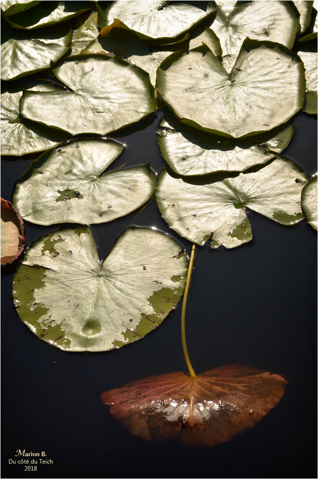 BLOG-DSC_44222-feuilles nymphéa étang le Teich
