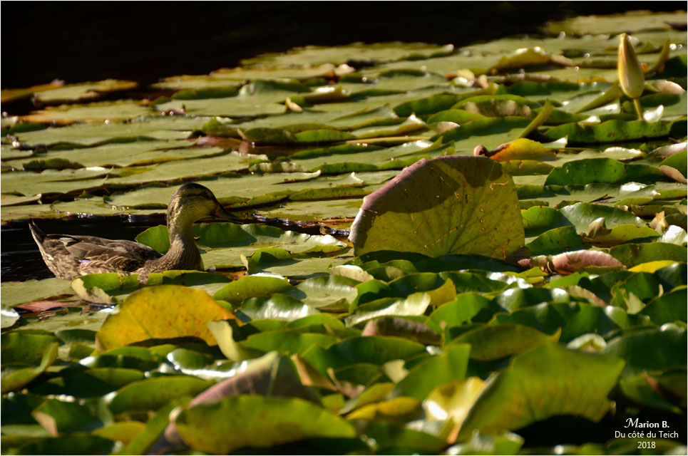 BLOG-DSC_44235-canard et nymphéas étang le Teich