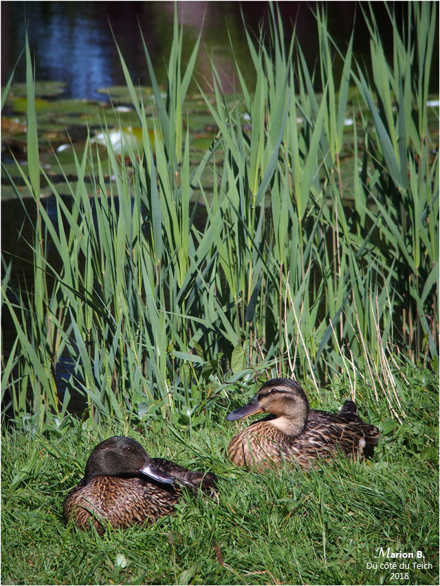 BLOG-P5011591-canards bord étang