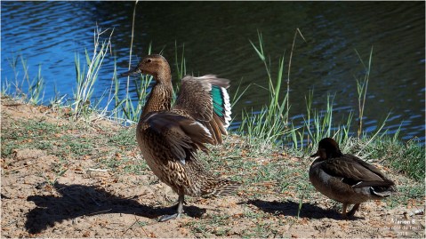 BLOG-P5011610- colverts étang