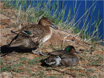 BLOG-P5011616-canards bord étang