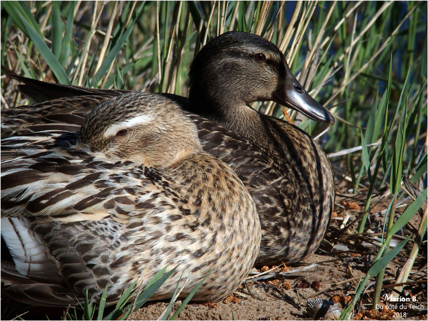 BLOG-P5011619-canards bord étang