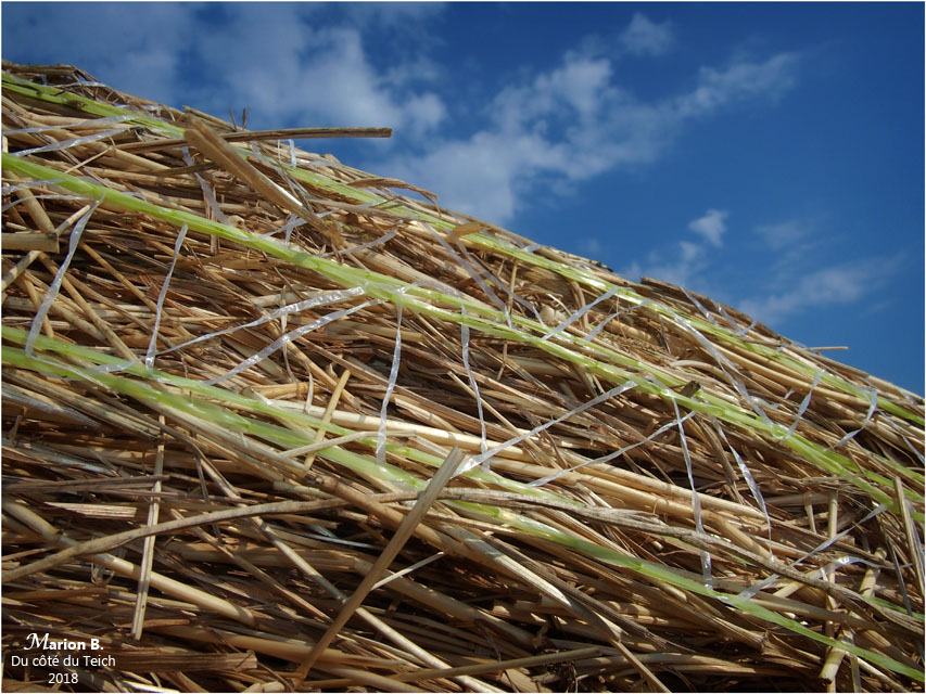 BLOG-P7092569-rouleau de foin