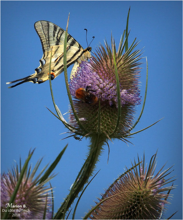 BLOG-P7092607-flambé abeille et mouche sur chardon