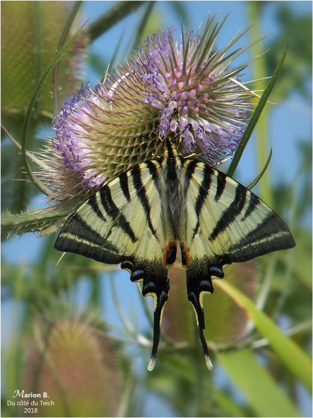 BLOG-P7092612-flambé sur chardon