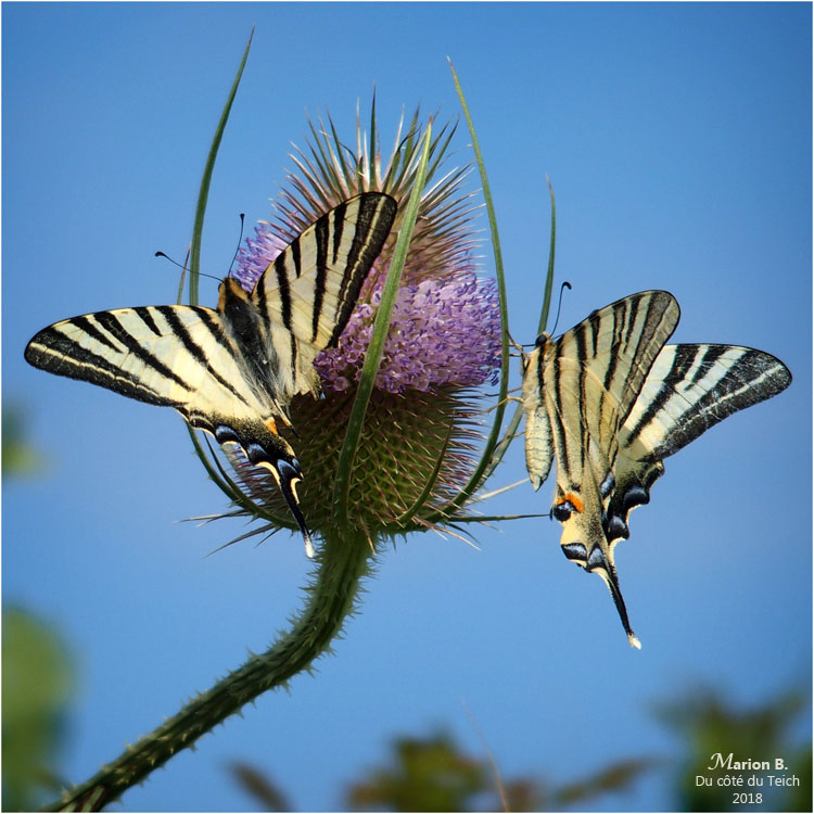 BLOG-P7092613-flambés sur chardon