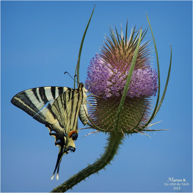 BLOG-P7092614-flambé sur chardon