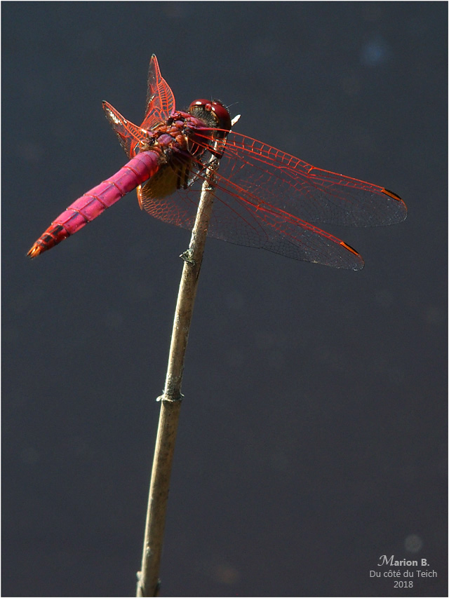 BLOG-P7112689-libellule rouge étang le Teich BLOG-P7112689-libellule rouge étang le Teich