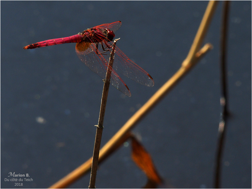 BLOG-P7112691-libellule rouge étang le Teich