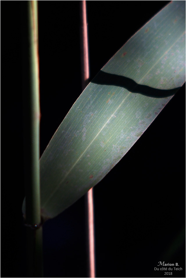 BLOG-P7222964-roseaux