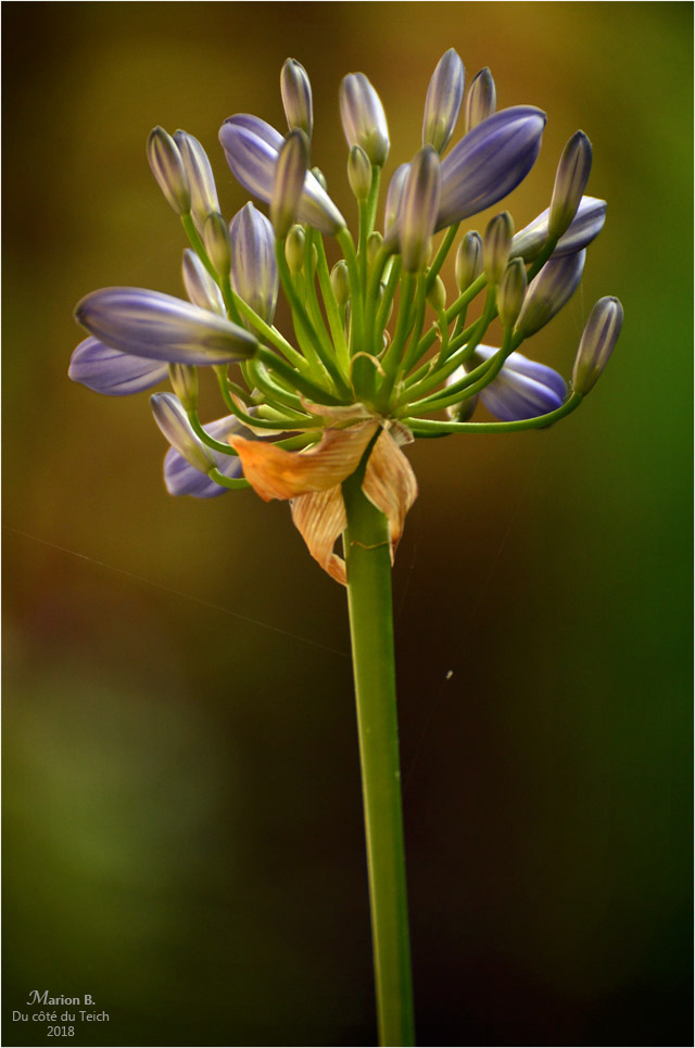 BLOG-DSC_44256-agapanthe