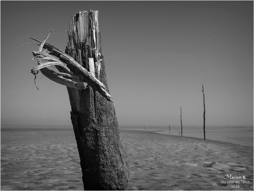 BLOG-P8063173-pignots rivages Larros N&B