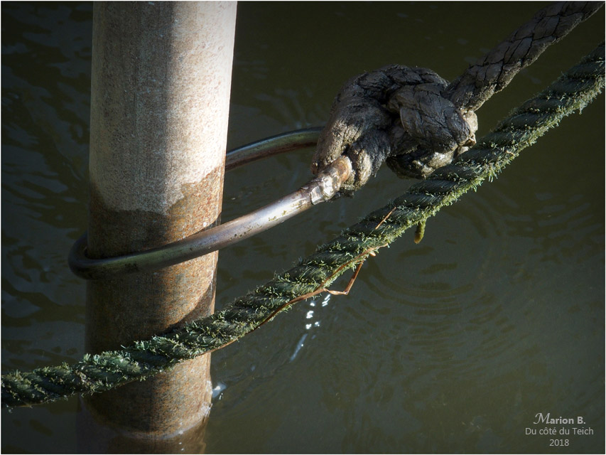 BLOG-P8113269-amarres pinasse Choupette