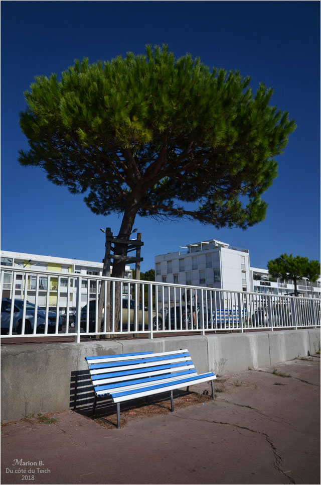 BLOG-DSC_44515-banc et pin front de mer Royan
