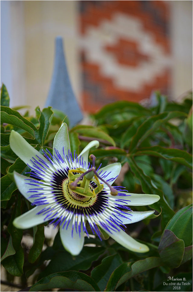 BLOG-DSC_44795-passiflore grille villa Soulac BLOG-DSC_44795-passiflore grille villa Soulac