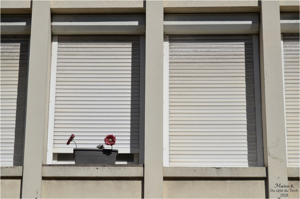 BLOG-DSC_44892-fleurs et volets clos