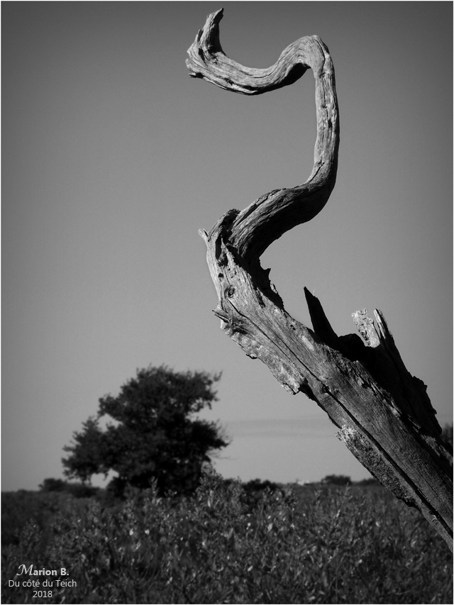 BLOG-P8313435-arbre mort N&B