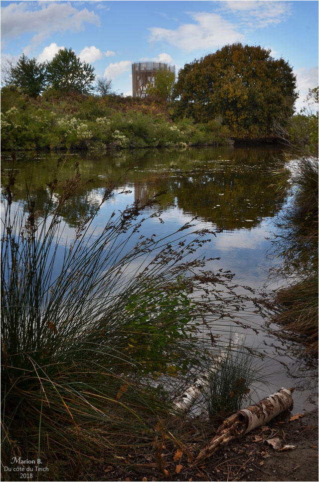 BLOG-DSC_45055-observatoire réserve ornitho le Teich