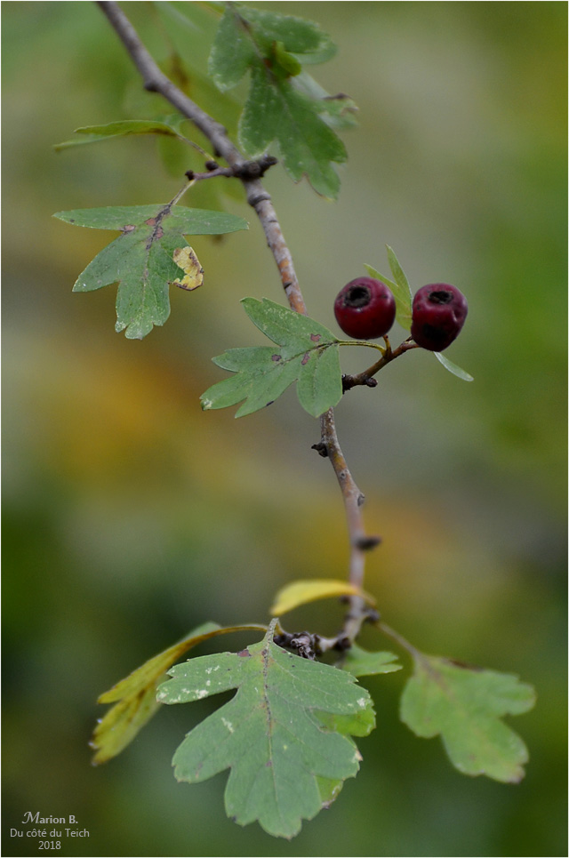 BLOG-DSC_45085-86-branche BLOG-DSC_45085-86-branche
