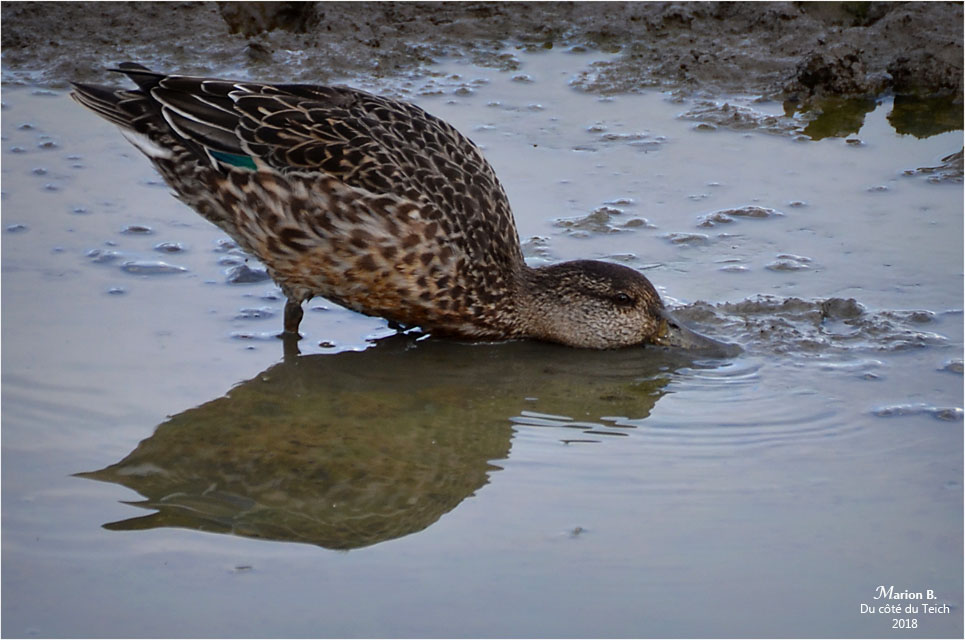BLOG-DSC_45129-colvert