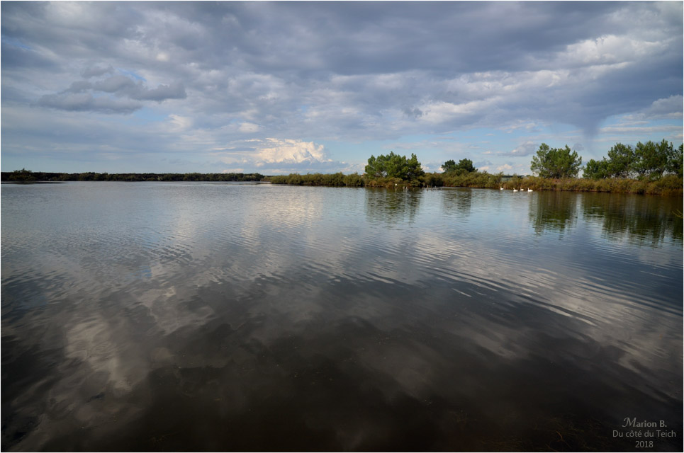 BLOG-DSC_45149-réserve ornitho le Teich