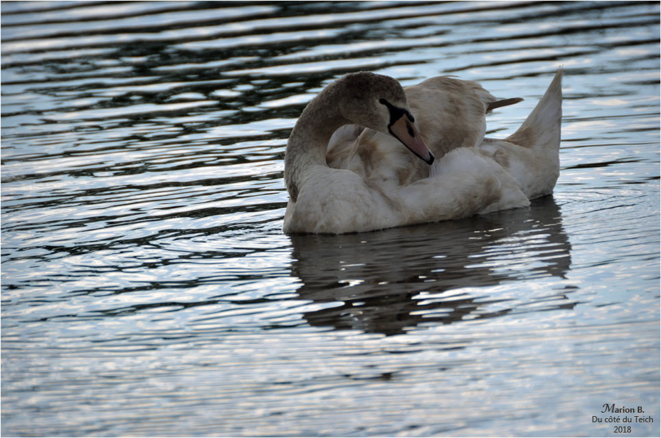 BLOG-DSC_45165-jeune cygne