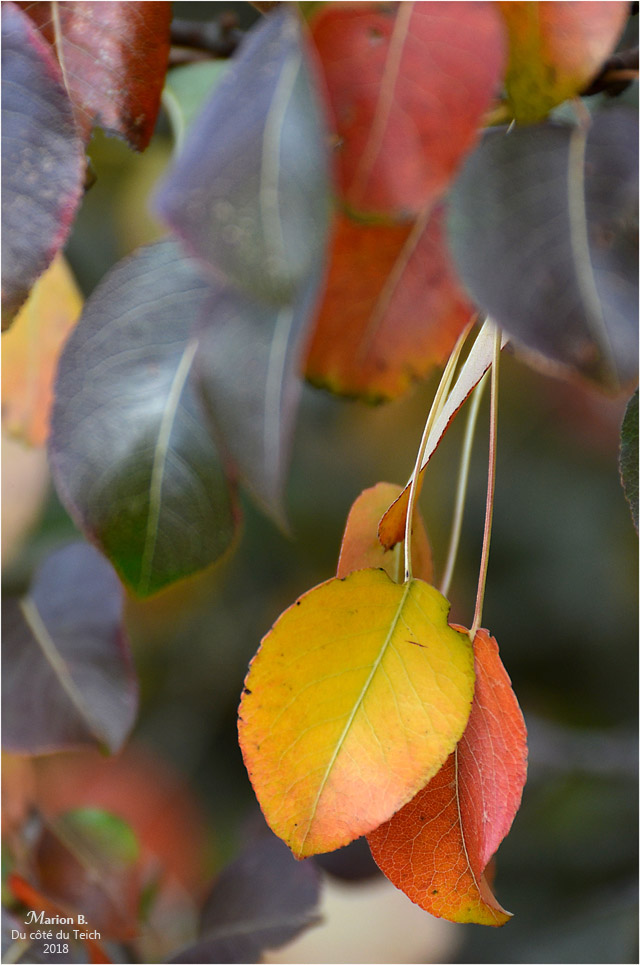 BLOG-DSC_45168-feuillages automne