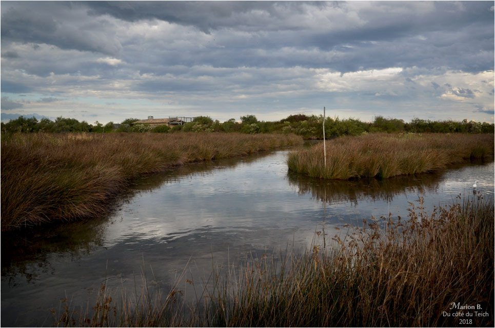 BLOG-DSC_45183-réserve ornitho le Teich