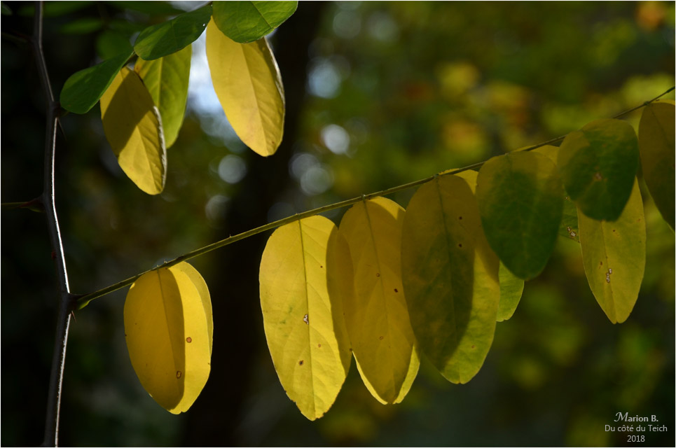 BLOG-DSC_45201-feuillage automne