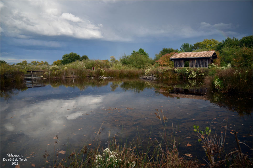 BLOG-DSC_45207-réserve ornitho le Teich