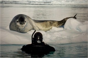 BLOG-PA183822-1-expo National Geographic sous les mers Musée Mer Marine Bordeaux
