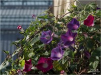 BLOG-PA183970-fleurs et verrière gare Bordeaux St-Jean